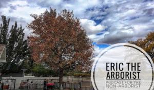 Eric’s Tree Service