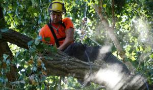 Green Tree Preservation