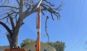 Kingdom Tree Service