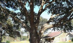 Goodwin's Tree Service In Orange