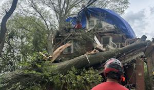 Andrew’s All Around Tree & shrub