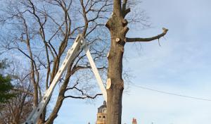 Dakota's Tree Service