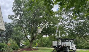 J's Tree Trimming & Removal