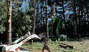 On A limb Tree Service