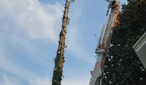 Thomas Tree Services