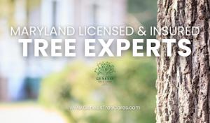 Genesis Tree Care