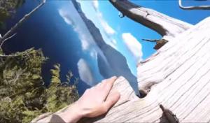 Hank's Tree Services