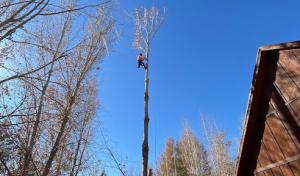 Anson Tree Care
