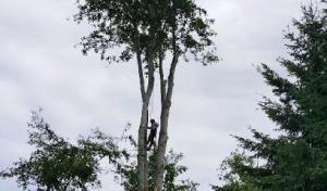 Summit Tree Care & Removal