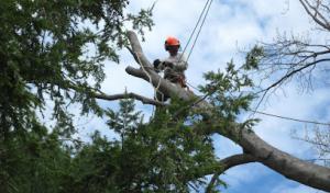 McCarthy Tree Service