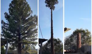 Bruno Ferazza Tree Service