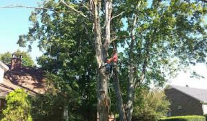 Broadleaf Tree care