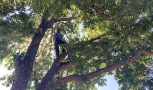 Canyon Falls Tree Works