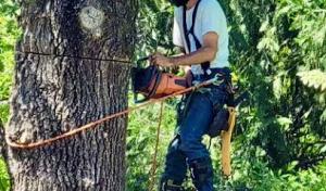 Walker Tree Service