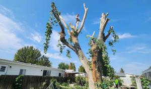 Contreras Tree Landscaping