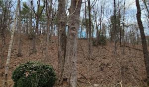 New Leaf Tree Experts