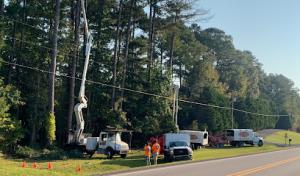 Wc Timber & Tree Services