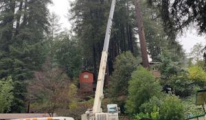 Christianson Tree Experts