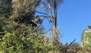 Jonny Bunyan's Tree Service