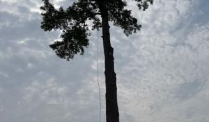 Jr & Dubon Tree Service