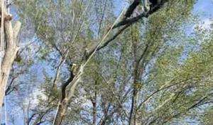 The Climbing Grunt Tree Service