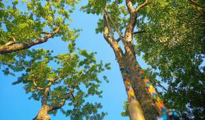 Derick Nye the Tree Guy