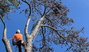JSR Tree Service | Tree Removal & Trimming in Spring, TX