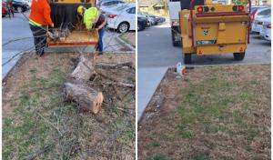 4 Seasons Tree Service