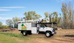 Beaver Tree Trimming