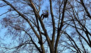 Hadley's Tree & Lawn