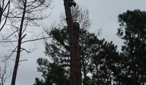 Valdosta Tree Service