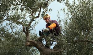 Javier's Tree Service