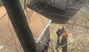 Bad Axe Tree Service Warrensburg Missouri