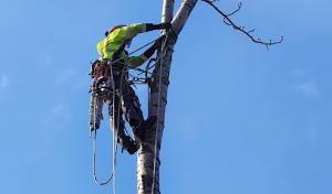 Polar Tree & Engine Care