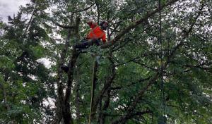 Canyon Tree Care