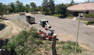 American Tree Company