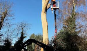 Asheville Tree Service