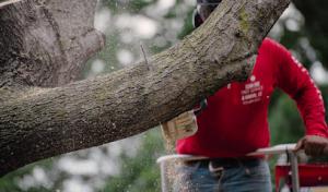 Clean Edge Tree Service & Removal