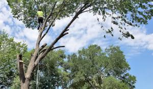 True Tree Masters Tree Service
