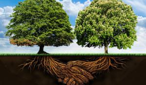 Absolute Tree Solutions