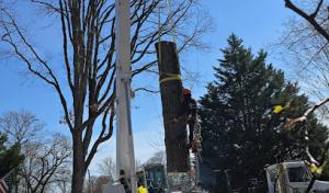 White Oak Tree Expert