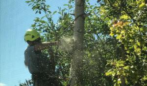 Spartan Tree Care