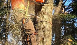 K&M Tree Services