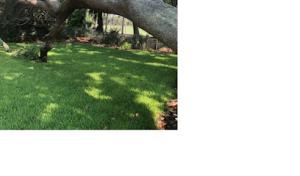 Coastal Tree Service