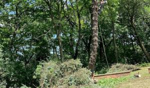 Beaver Tree Specialists