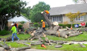 Schaumburg Tree Service