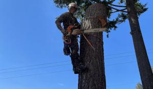 Felling Bros Tree Services