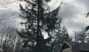 Mast Timber & Tree Care