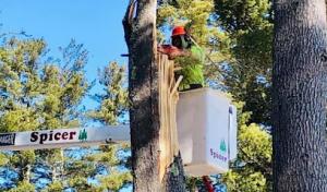 Spicer Tree Specialists