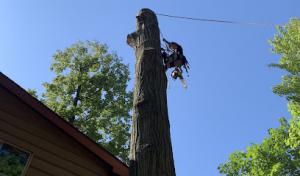 Skyview Tree Service